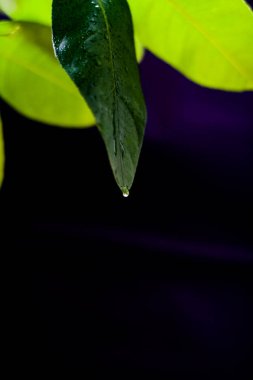 Yeşil limon yaprakları 