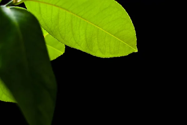 緑のレモンの葉 — ストック写真