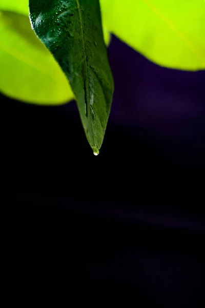 緑のレモンの葉 — ストック写真