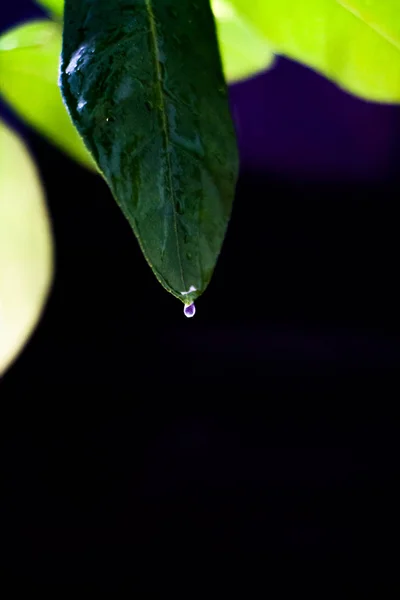 Hojas de limón verde — Foto de Stock