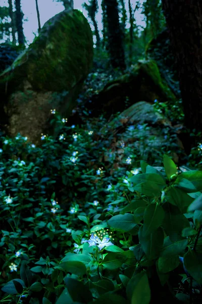 Fabulous blue flower with small lights in the middle of a wild forest — Stock Photo, Image