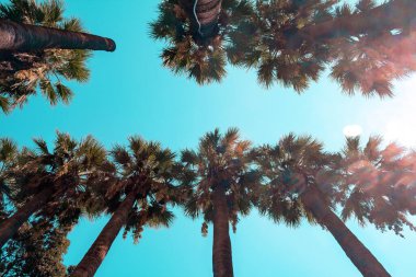 Beruyuz gökyüzünün arka planında güzel palmiye ağaçlarının resmi.