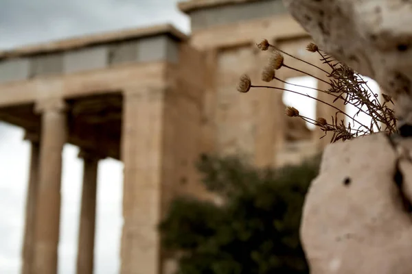 Blomma Inuti Klipporna Suddig Bakgrund Erechtheion Templet Arkhangelsk Arkeologiska Platsen — Stockfoto