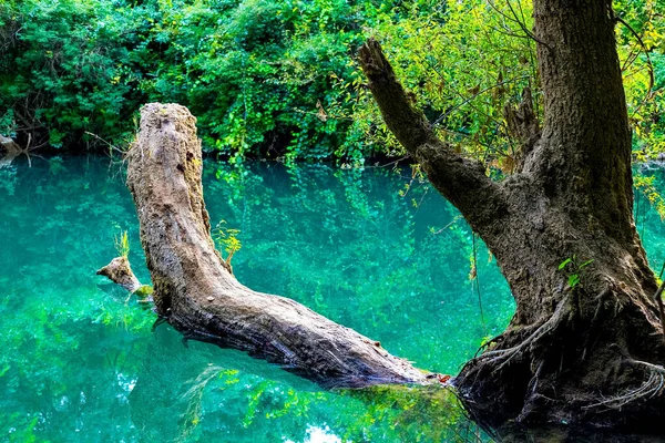 Όμορφο Τοπίο Ένα Δέντρο Που Βρίσκεται Στην Επιφάνεια Του Νερού — Φωτογραφία Αρχείου