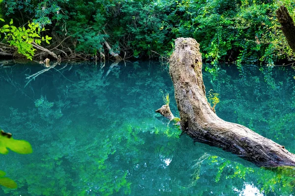 Prachtig Landschap Een Boom Het Wateroppervlak Waarin Omgeving Wordt Weerspiegeld — Stockfoto