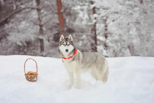 Siberian dış yapraklar kış ormandır — Stok fotoğraf