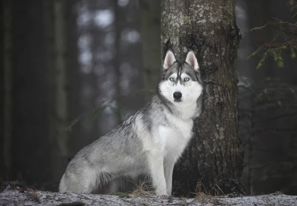 Fekete Fehér Szibériai Husky Fában — Stock Fotó