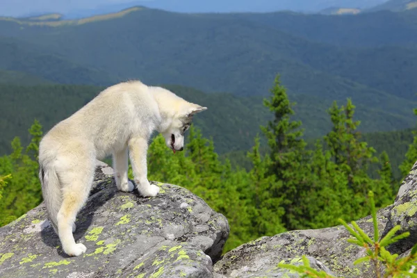 Cachorro Husky Siberiano Rocas — Foto de Stock