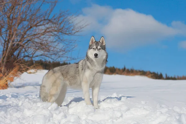 Sibirischer Husky Auf Schnee — Stockfoto