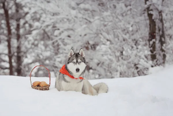 Sibirischer Husky Auf Schnee — Stockfoto