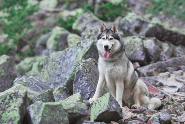 Szibériai Husky Sziklákon — Stock Fotó