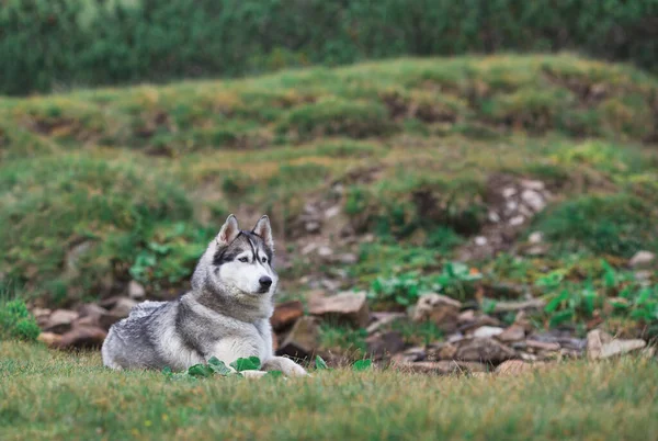 Husky Siberiano Verão — Fotografia de Stock