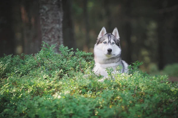 Yaz Ormanında Sibirya Kurdu — Stok fotoğraf