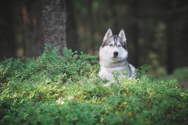 Sibirisk Husky Sommertræ - Stock-foto