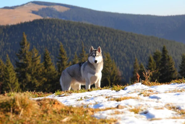 Husky Siberiano Com Montanhas Fundo — Fotografia de Stock
