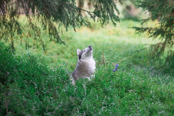 Szibériai Husky Nyárfán — Stock Fotó