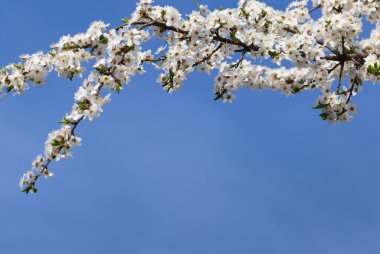 Bahar ağacının dalları mavi gökyüzünde kopyalanmış boşlukta
