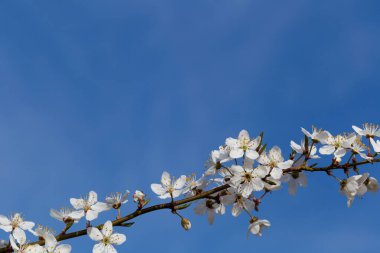 Bahar ağacının dalları mavi gökyüzünde kopyalanmış boşlukta