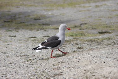 Petagonya varek martı (Larus dominicanus)