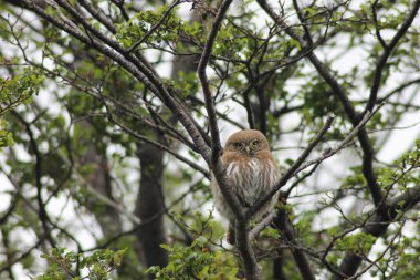 Austral cüce baykuş (Glaucidium nana)
