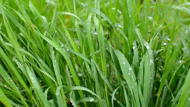 Närbild video av ljusa gröna gräset under regndusch med massor av vatten droppar på bladen. — Stockvideo