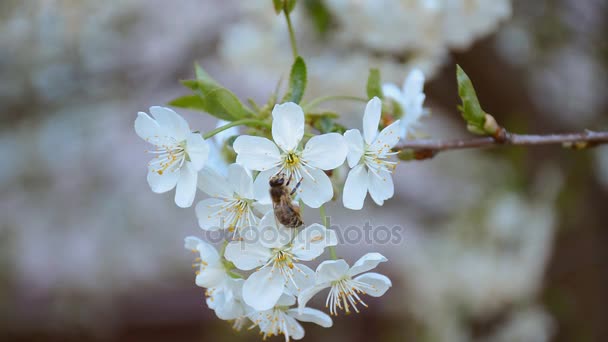 Dolgozó méh repül át a cherry blossom. HD videofelvétel 1080p — Stock videók