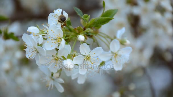 Tak van bloeiende appelboom met bijen verzamelen stuifmeel van bloemen — Stockvideo