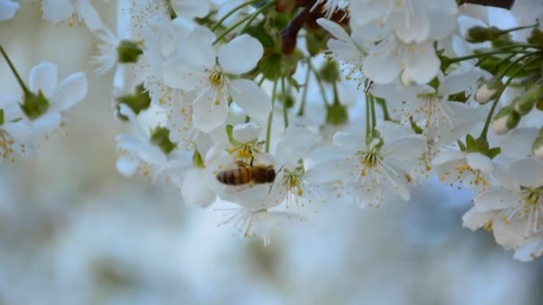 Abeille de travail sur le cerisier en fleurs dans le jardin fruitier — Video