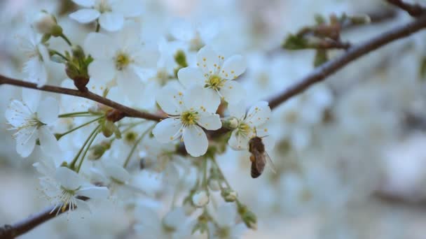 Бджола запилює вишневе дерево у весняному саду. HD відеозапис 1080p — стокове відео