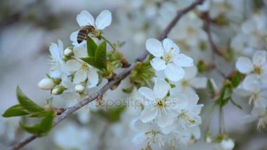 Arı polen çiçek açması elma ağacından toplama çalışma