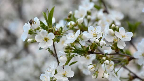 봄 정원에서 개화 벚꽃 비행 꿀벌 — 비디오