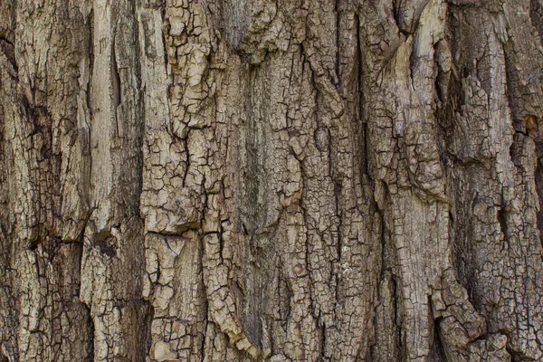 Nahaufnahme der Eichenrinde. Baumstruktur für den Hintergrund — Stockfoto