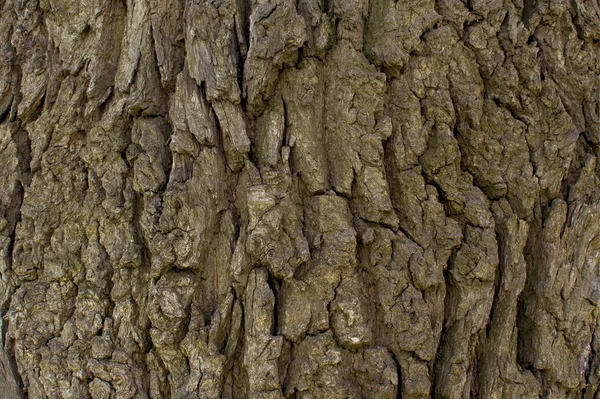Nahaufnahme der Baumrinde. Textur für den Hintergrund — Stockfoto