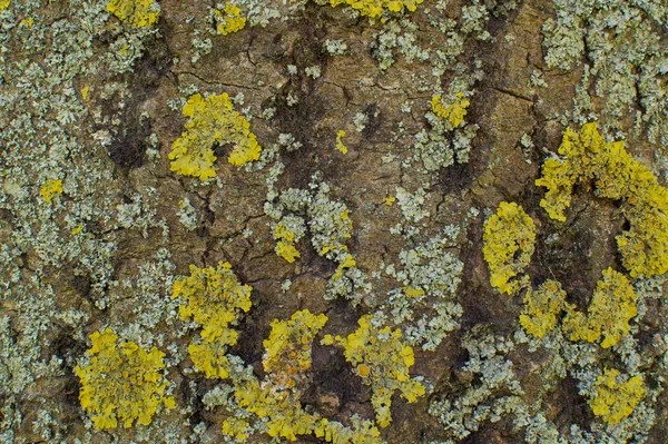 Textura de casca de árvore com musgo verde e cinza . — Fotografia de Stock