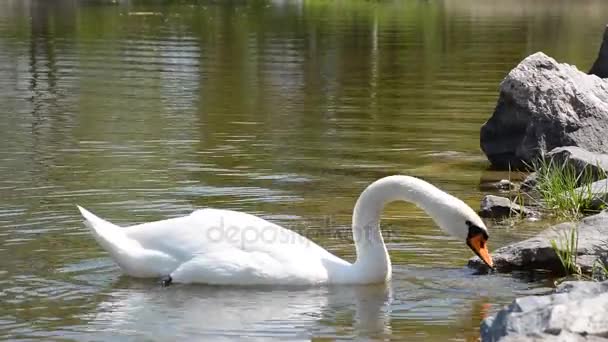 White swans floating, diving and eating in the lake. Swan house on the background. — Stock Video