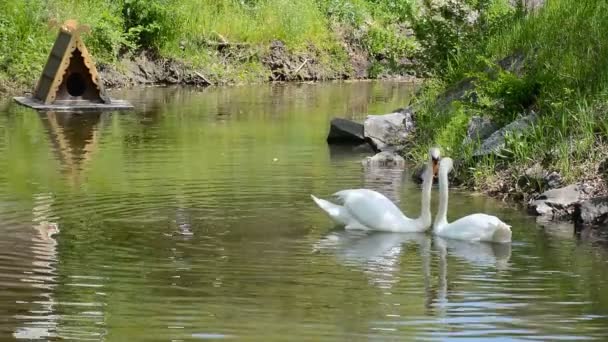 Belo casal de cisnes nadando na lagoa. Suas cabeças e pescoços fazem uma forma de coração . — Vídeo de Stock