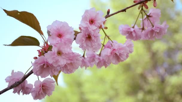 Close-up view of tender blooming sakura flowers. Japanese garden. — Stock Video