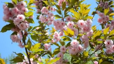 Çiçek açan sakura ağacı. Rüzgarda sallanan bahar çiçekleri.