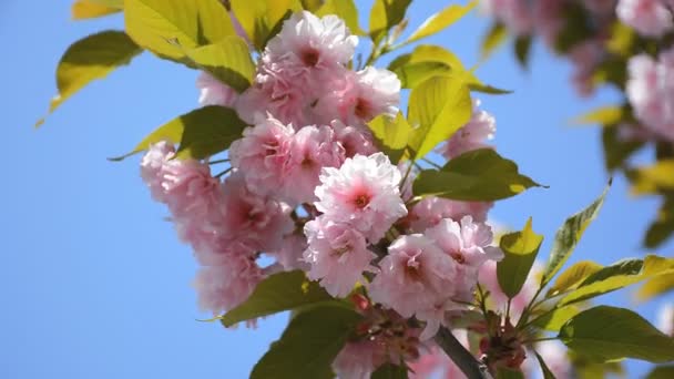 Bellissimi fiori primaverili di sakura. Primavera fioritura sfondo . — Video Stock