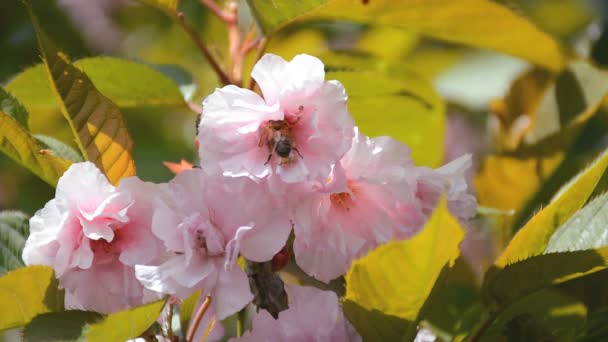 Ramo de árvore sakura florescente com pólen de coleta de abelhas de flores — Vídeo de Stock