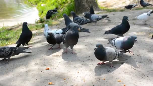 Hejno holubů jíst drobky chleba. Slunečný den v parku. — Stock video