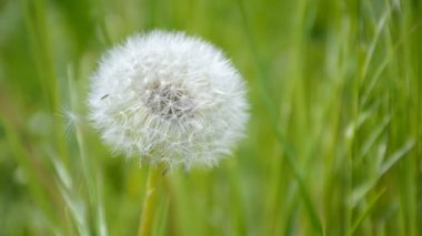 Karahindiba yeşil arka plan bulanık. Karahindiba tohum rüzgarda uçan.