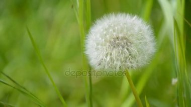 Güzel beyaz blowball. Karahindiba tohumları rüzgarla şişmiş.
