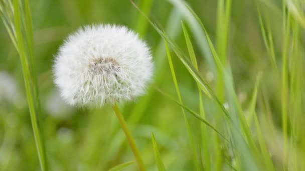 Close-up fluffy dandelion on the green meadow. Spring background. — Stock Video