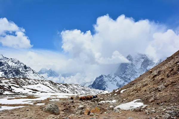 Caravan of yaks on the way to Gorak Shep, Nepal. Beautiful Himal