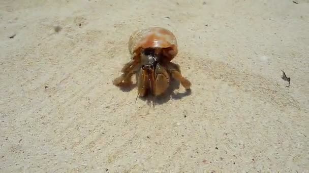 Vue rapprochée du crabe ermite rampant rapidement sur la plage de sable — Video