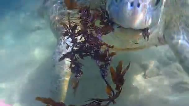 Крупный план кормления морской гигантской черепахи водорослями с рук в Хиккадуве, Шри-Ланка — стоковое видео