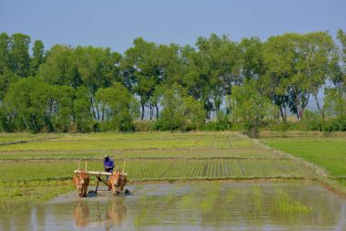 HPa-An, Myanmar - 10 Şubat 2016 Birmanya çiftçi r çiftçilik