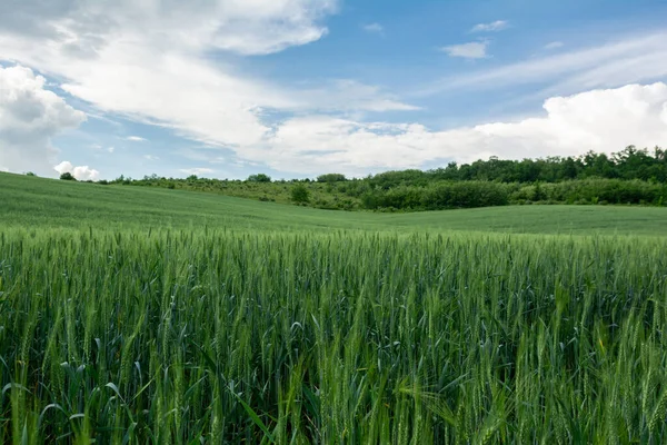 Hermosa vista del campo de trigo en el campo Fotos de stock libres de derechos
