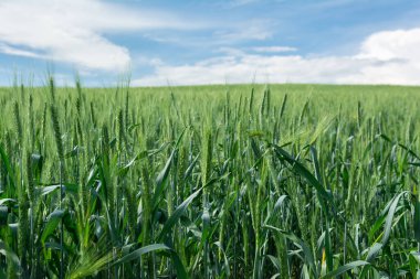Mavi gökyüzünün arka planında olgunlaşmamış buğday kulakları